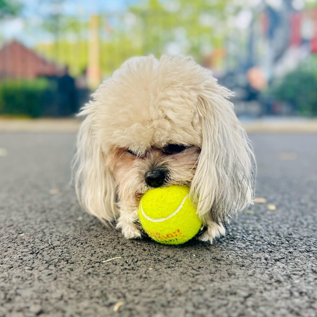 dog1